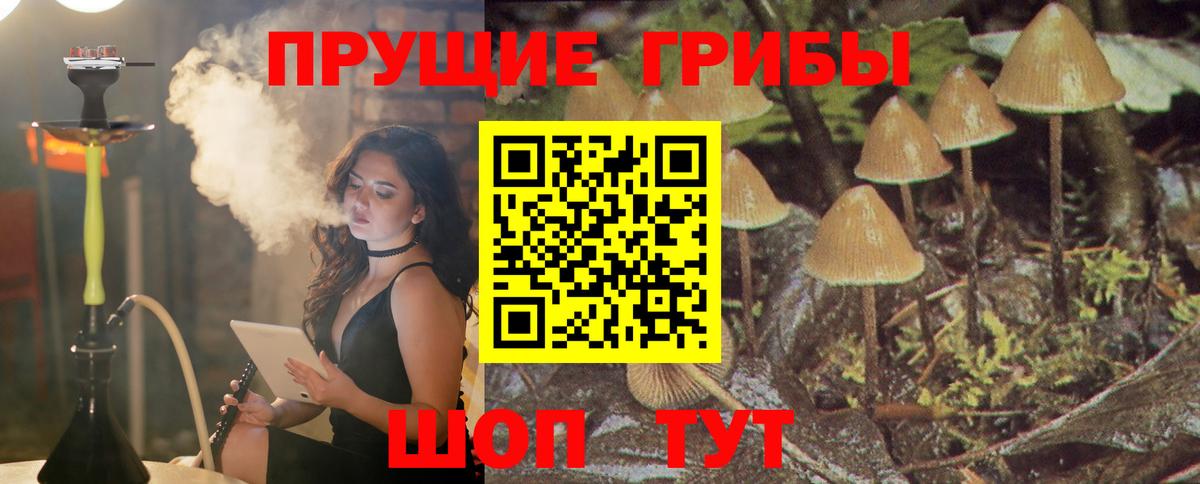 Псилоцибиновые грибы мицелий  Вход с VPN  Биробиджан  Псилоцибиновые грибы GOLDEN TEACHER 